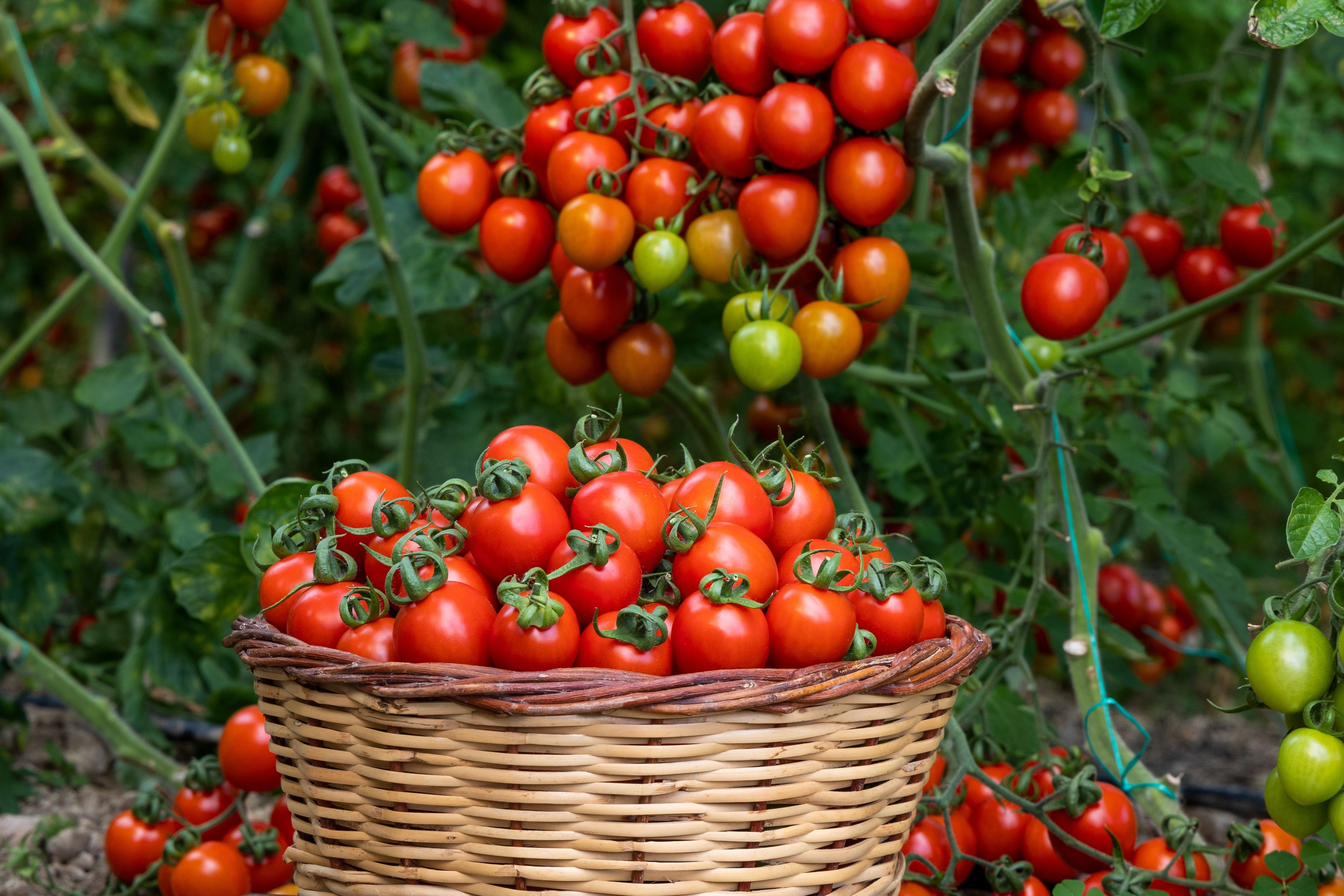 Nutrition In Tomatoes
