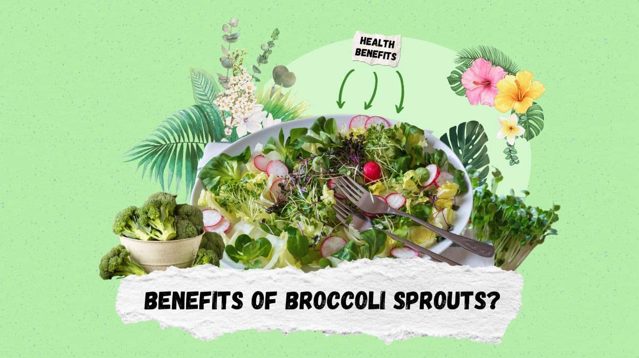 benefits of broccoli sprouts