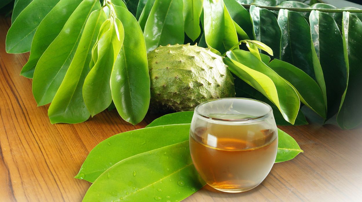 Health Benefits Of Soursop Leaf Tea