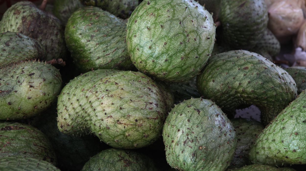 Health Benefits Of Soursop