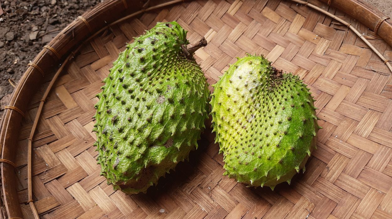 soursop benefits for cancer