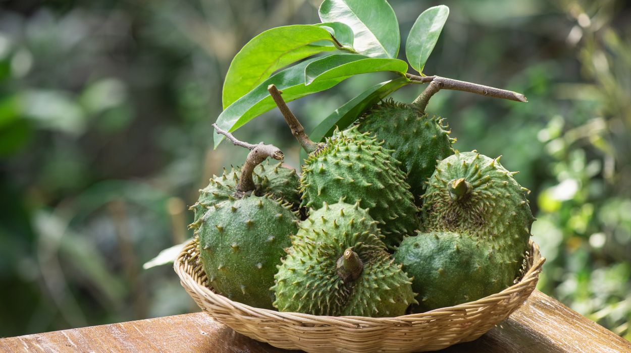 soursop benefits for cancer