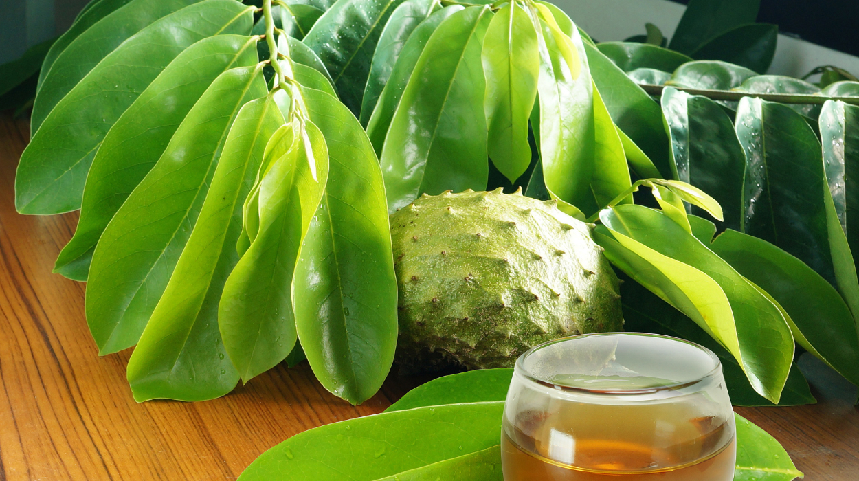 15 Health Benefits Of Soursop Leaves