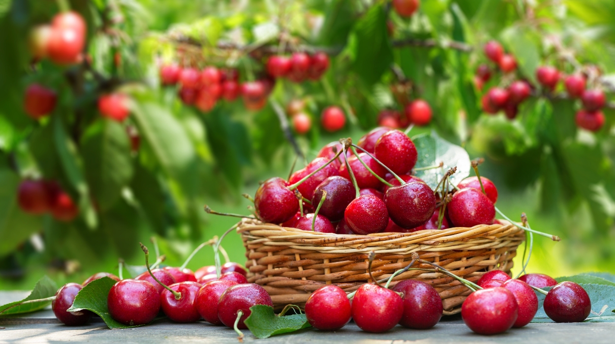 are cherries good for weight loss