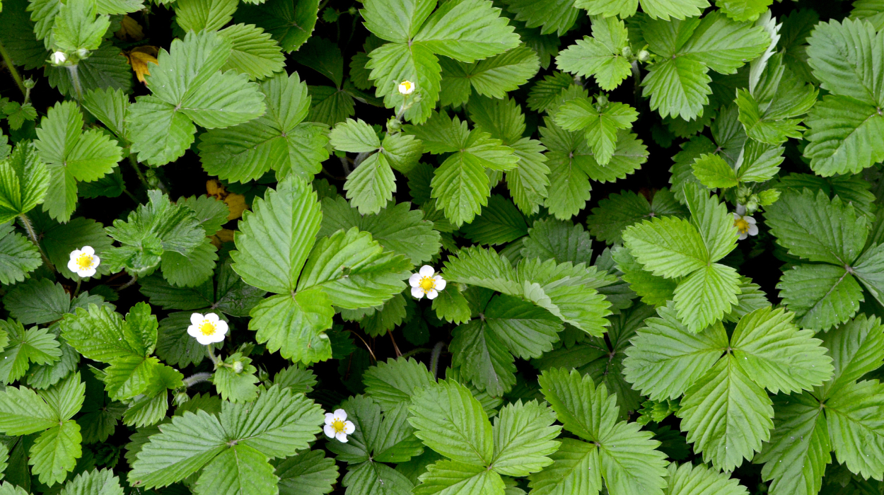 Are Strawberry Leaves Good For You