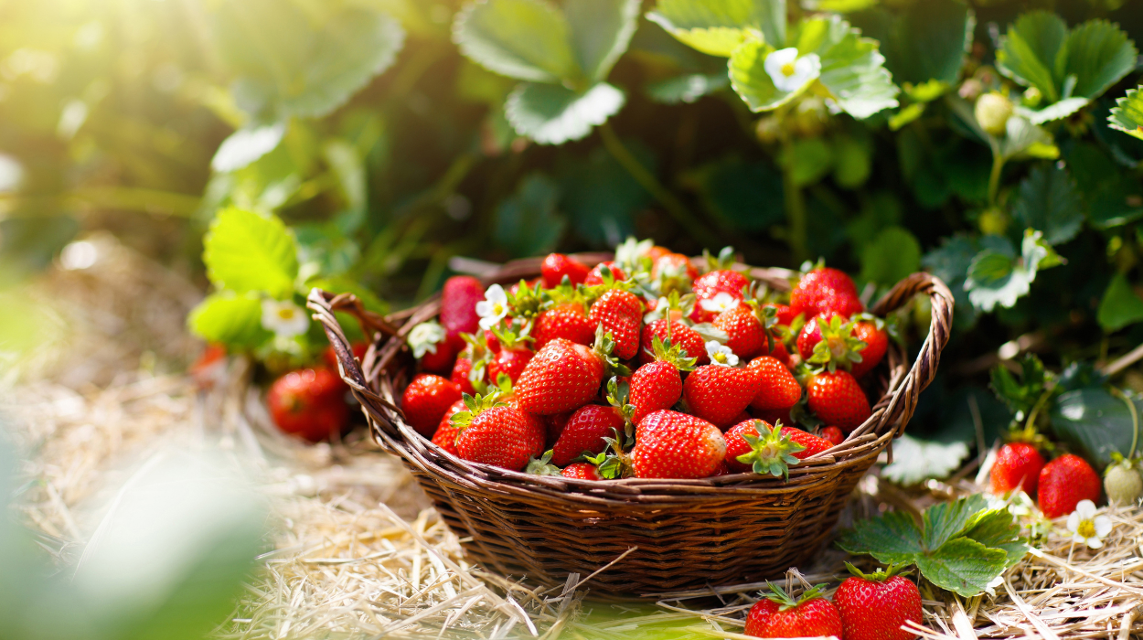 Benefits Of Strawberry Leaves