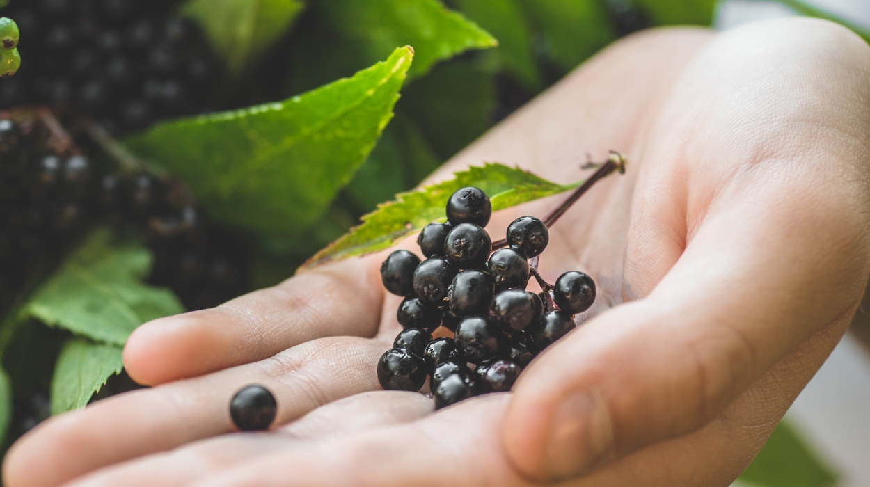 does elderberry help with allergies