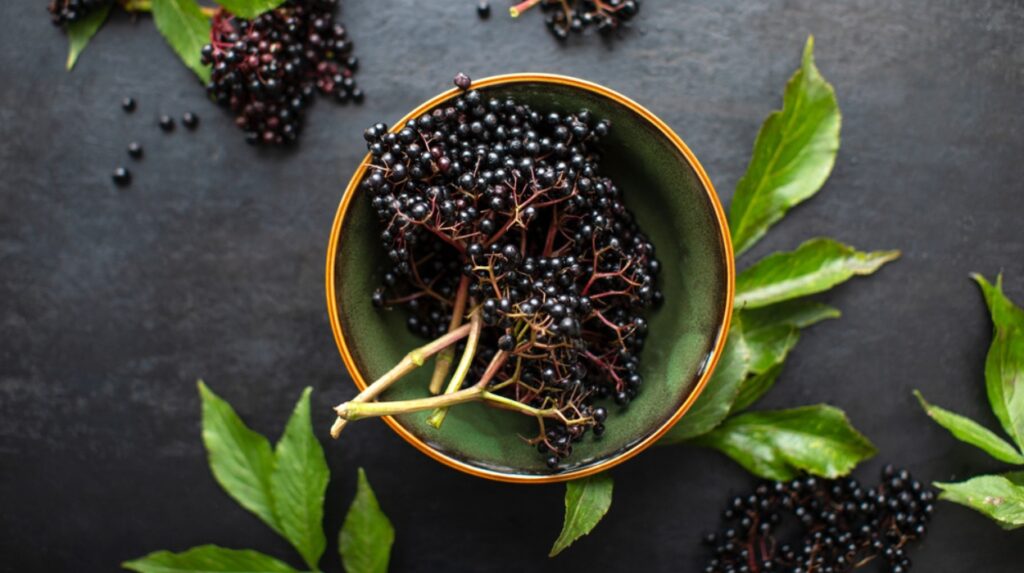can you take elderberry daily