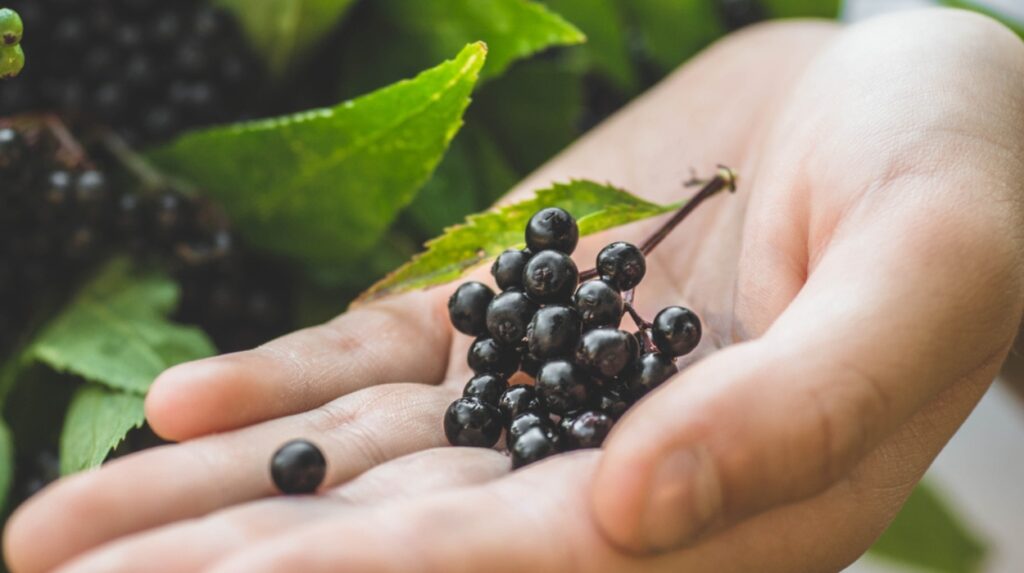 elderberry benefits