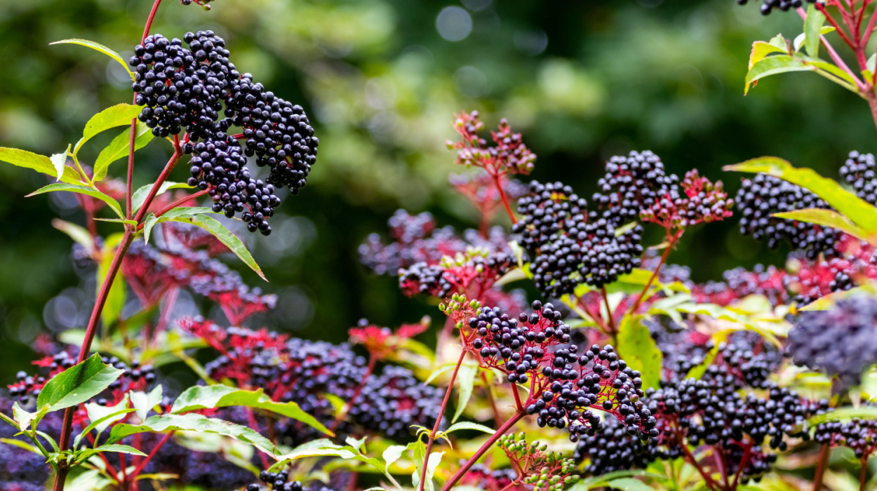 is elderberry poisonous