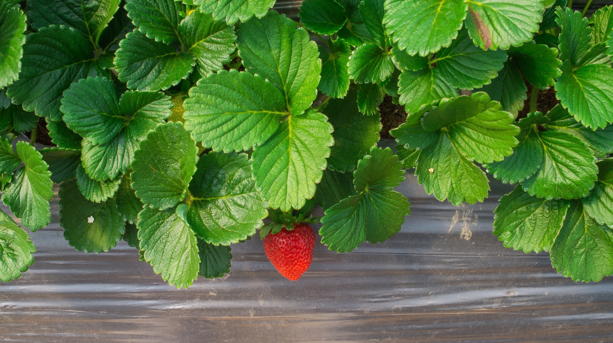 strawberry leaves benefits