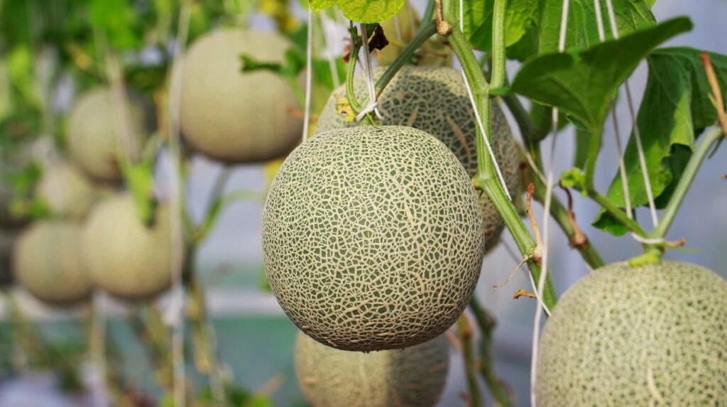 is cantaloupe good for weight loss